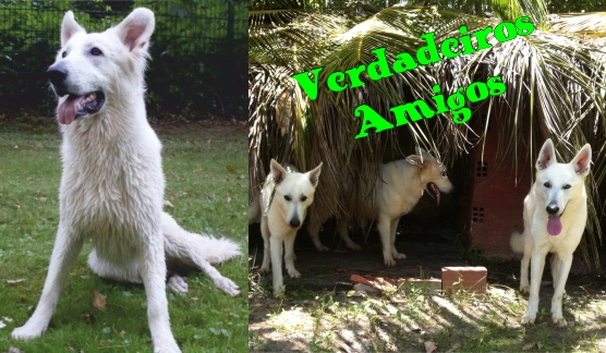 wahre_freunde.jpg wahre_freunde.jpg